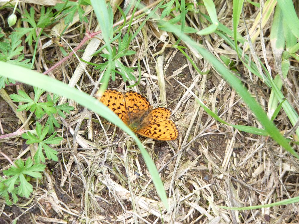 Schmetterling in der Eifel